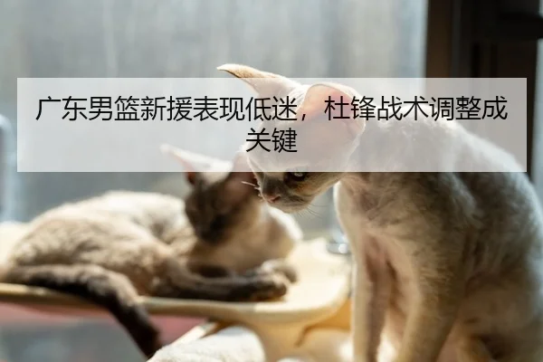 广东男篮新援表现低迷，杜锋战术调整成关键